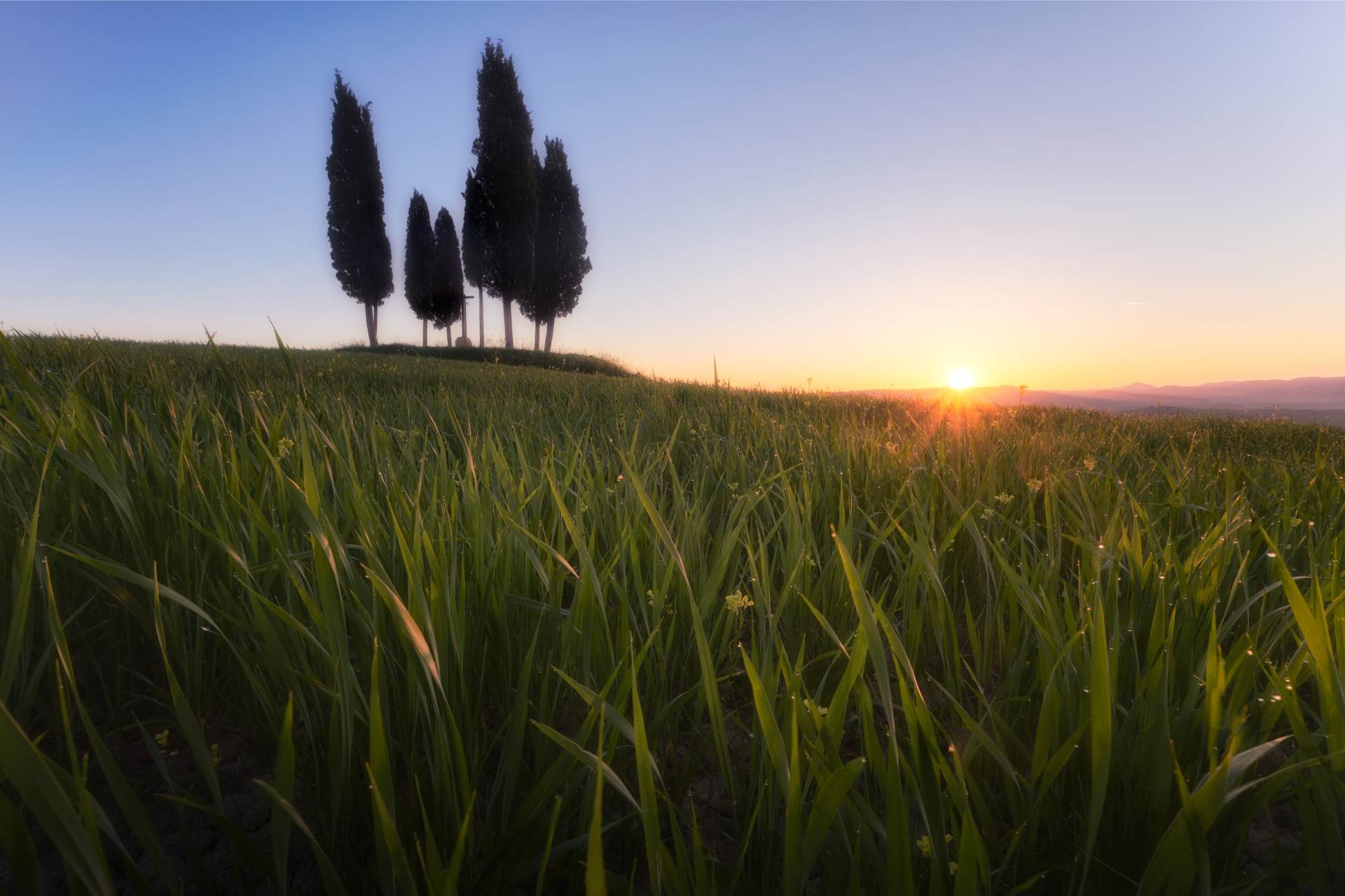 Cipressi_landscape